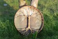 Handmade Horse Hide Shamanic Drum | Ash Wood Tree of Life, Sound Healing Meditation Bag product logo