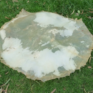 May include: A white, circular piece of animal hide, likely a deer hide, with a slightly rough texture. The hide is lying on a bed of green grass.
