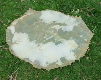 Huge Buffalo hide 36 inch 90cm, Buffalo skin for mega mother drum or shaman drum.