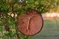Tree of Life Shamanic Drum, Deer Hide Ash Wood, Spiritual Meditation Instrument (Free Bag) product logo