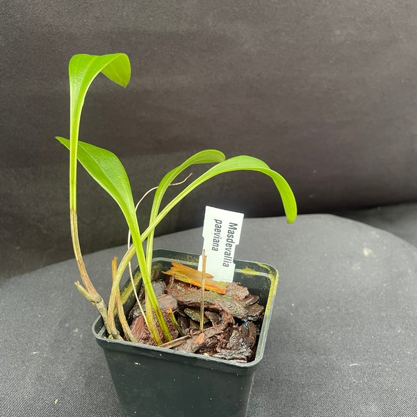 Masdevallia paiveana