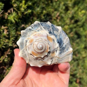 May include: A large, spiral-shaped seashell with a cream-colored center and blue-grey outer shell. The shell is held in a hand against a backdrop of green foliage and a clear blue sky. The shell's texture is rough and detailed.