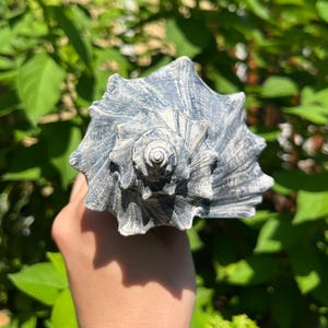 6.5" Glossy Atlantic Knobbed Whelk Seashell - Busycon Carica