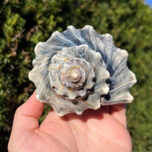 Medium 6.75" Polished Atlantic Knobbed Whelk Seashell - Busycon Carica