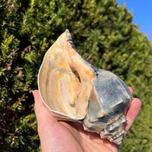 May include: A large, natural seashell with a spiral shape and a smooth, glossy surface. The shell features a mix of colors, including cream, tan, and gray, with a textured exterior. The shell is held in a hand against a backdrop of green foliage.
