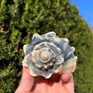 May include: A large, intricately patterned seashell with a spiral center and a textured, ridged exterior. The shell displays a mix of colors, including cream, gray, and brown. The shell is held in a hand against a backdrop of green foliage and a clear blue sky.