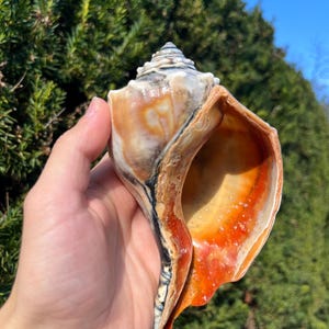 Medium 6.25" Polished Atlantic Knobbed Whelk Seashell - Busycon Carica