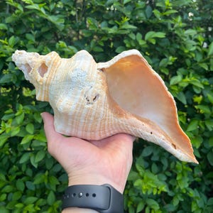 Large 11&quot; Polished Florida Horse Conch Seashell - Triplofusus Giganteus