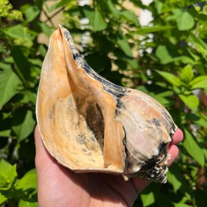 May include: A large conch shell featuring a smooth, peach-colored interior and a textured exterior with mottled black, brown, and cream patterns. The shell has a spiral structure with a wide, open aperture and a tapered, pointed end.