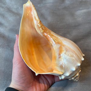 May include: A large, natural seashell with a creamy white exterior and a warm orange interior. The shell has a flared opening and a textured surface, showcasing its natural beauty. The shell is held in a hand, highlighting its size and shape.