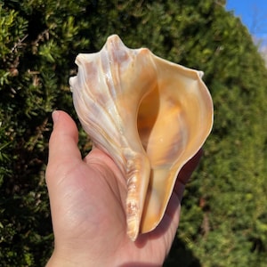 May include: A large, natural conch shell with a smooth, pearlescent surface. The shell displays a gradient of colors, including cream, tan, and golden-brown hues. The shell's opening reveals a warm, orange interior. The shell is held in a hand against a green background.
