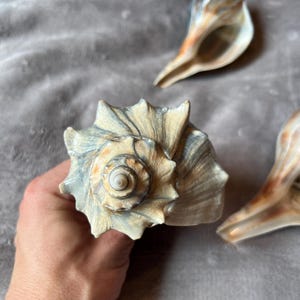 May include: A collection of three natural seashells featuring intricate spiral structures and pointed edges. The shells display a color palette of muted beige, soft grey, and warm brown tones, showcasing organic textures and detailed ridges on their surfaces.