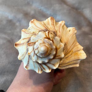 May include: A large, natural seashell with a spiral center and textured, ridged exterior. The shell features a blend of cream, tan, and brown hues, with darker brown accents. The shell's intricate design and color variations create a unique, organic aesthetic.