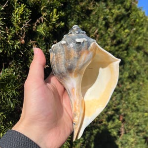May include: A large, conch shell with a spiral shape. The shell features a mix of colors, including tan, gray, and cream. The opening of the shell is a creamy yellow. The shell is held against a backdrop of green foliage.