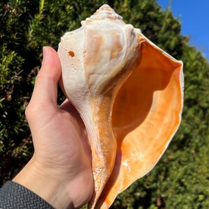 Large 7.75" Glossy Atlantic Knobbed Whelk Seashell - Busycon Carica
