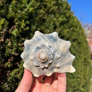 Medium 6.5" Glossy Atlantic Knobbed Whelk Seashell - Busycon Carica