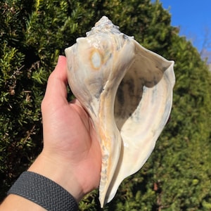 May include: A large, cream-colored conch shell with brown and gray markings. The shell is held in a hand, showcasing its spiral shape and textured surface. The background features green foliage and a blue sky.