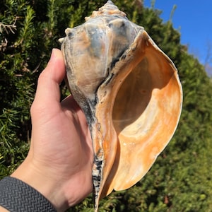 Very Large 8" Glossy Atlantic Knobbed Whelk Seashell - Busycon Carica