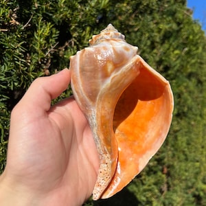 May include: A large, natural conch shell with a spiral shape. The shell has a light brown exterior and a vibrant orange interior. The shell is held against a backdrop of green foliage and a clear blue sky.