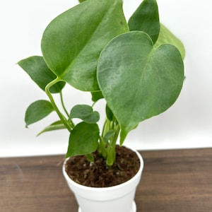 Monstera Deliciosa - House Plant - Swiss Cheese/Split Leaf Tropical Plant - Multiple Sizes