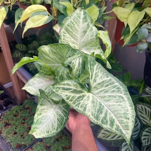 White Butterfly Syngonium