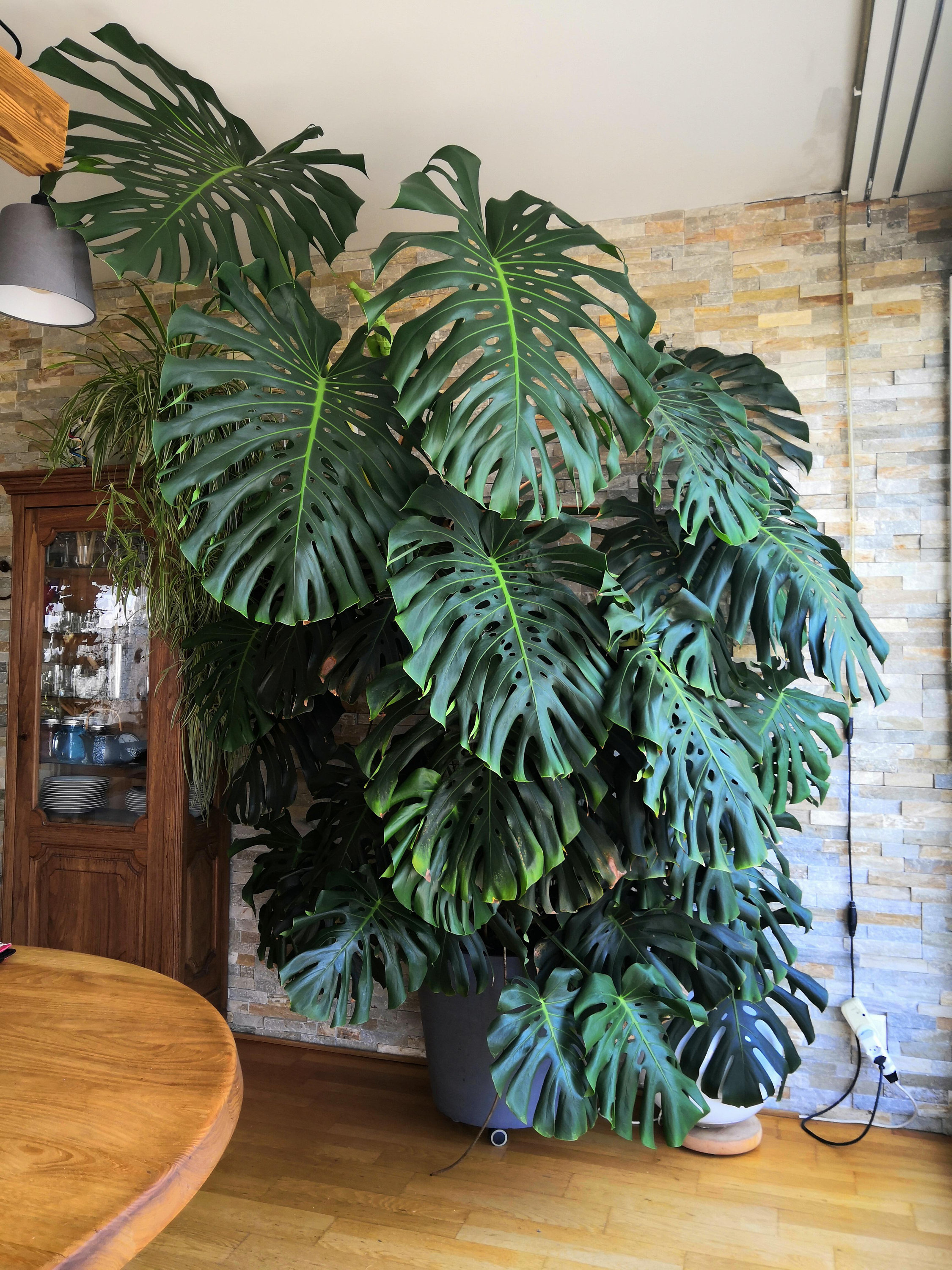美しいモンステラの観葉植物 - Beautiful monstera plant for big