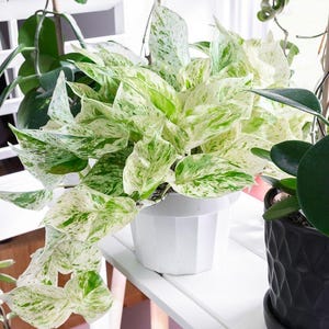 Rare Marble Snow Pothos, Snow Queen, Rare Pathos/Pothos House Plant - Multiple Sizes