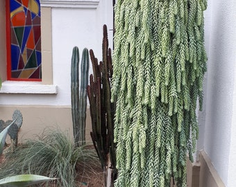 2 Pack - Donkey Tail, Burros Tail Hanging Succulent In 4” Pots