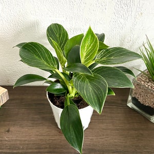 Variegated Philodendron Birkin Live House Plant In 4” Pot