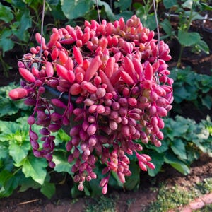 Stunning String Of Rubies Ruby Necklace Succulent Plant - 4” Pot