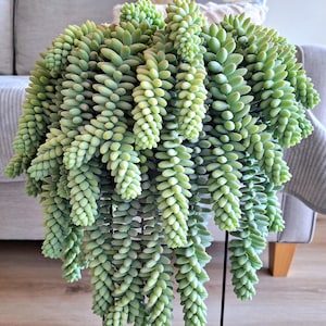 Donkey Tail Succulent- Beautiful Rare Hanging Succulent- Indoor/Outdoor Trailing Plant