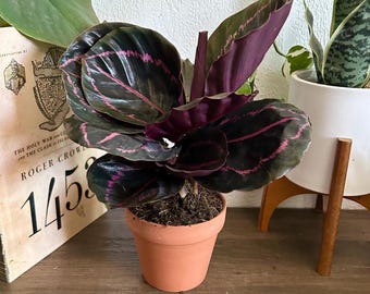 Calathea Dottie Live House Plant In 4” Pot