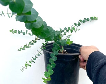 Huge Fragrant Baby Blue Eucalyptus In One Gallon Pot