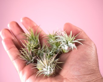 Cute Baby Air Plants - 10 Pack - Mini AirPlants Bundle