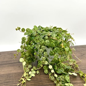 String of Turtles - 4” Pot