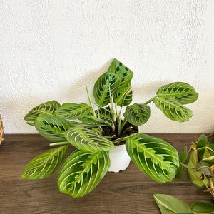 Lemon Lime Maranta Leuconeura, Prayer Plant - Pet Safe House Plant In 4” Pot