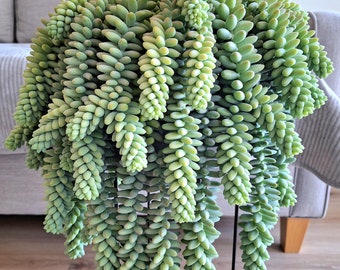 Live Donkey Tail Succulent- Beautiful Rare Hanging Succulent- Indoor/Outdoor Trailing Plant