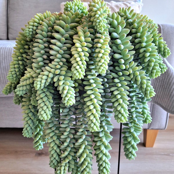 Live Donkey Tail Succulent- Beautiful Rare Hanging Succulent- Indoor/Outdoor Trailing Plant