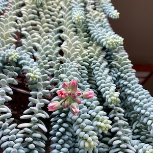 2 Plant Bundle - Donkey Tail/Burros Tail Succulent