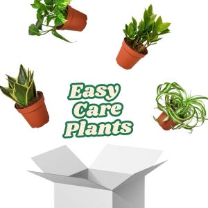 Easy Care House Plant Bundle - 4 Assorted Plants - Dozens of Different Varieties