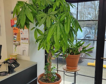 Money Tree Plant, Pachira Aquatica Bonsai Housewarming Gift, Easy Care Office Plant