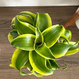 May include: A green and yellow variegated houseplant with long, narrow leaves.