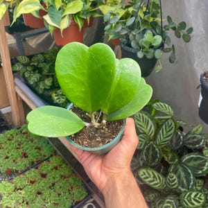 Hoya Kerrii