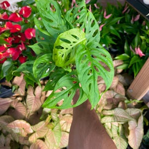 Monstera Adansonii