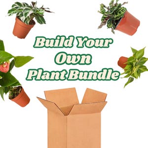 Build Your Own House Plant Box - Choose Your Plants, Many Varieties