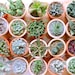 HappyPlantClubStore に属するアバター