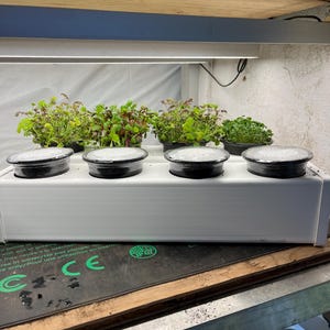 May include: A white hydroponic growing system with four plants in black pots. The plants are growing in a white tray with a white base. The system is sitting on a wooden surface.