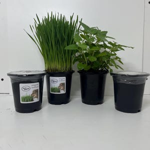Cat Grass and catnip planting kits