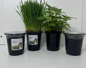 Cat Grass and catnip planting kits