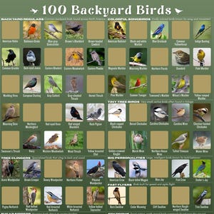 Op de afbeelding: Een grafiek getiteld "100 Backyard Birds" met illustraties van verschillende vogelsoorten. De grafiek is georganiseerd op vogeltype, waaronder Backyard Regulars, Colorful Songbirds en Tiny Tree Birds. Elke vogel is gelabeld met zijn veel voorkomende naam.